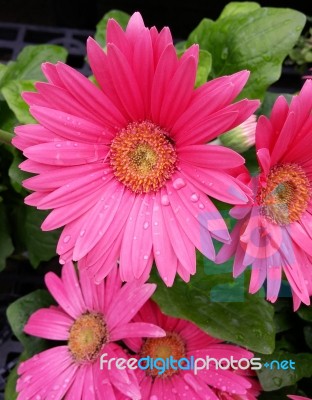 Pink Flowers Stock Photo