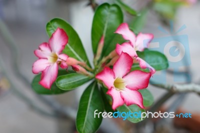 Pink Flowers Stock Photo