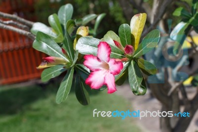 Pink Flowers Stock Photo