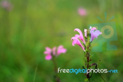 Pink Flowers Blooming In The Forest Stock Photo