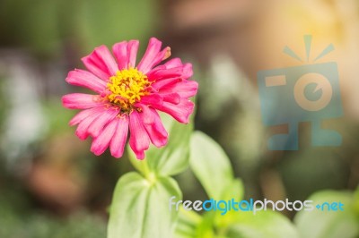 Pink Flowers In The Garden Stock Photo