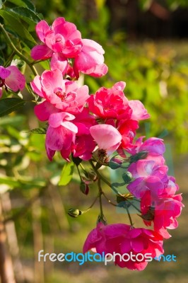 Pink Flowers In The Morning Stock Photo