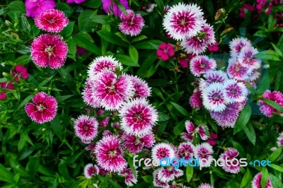 Pink Flowers With Green Leaves For Background Stock Photo