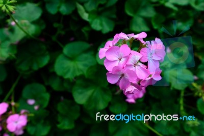 Pink Flowers With Green Leaves For Background Stock Photo