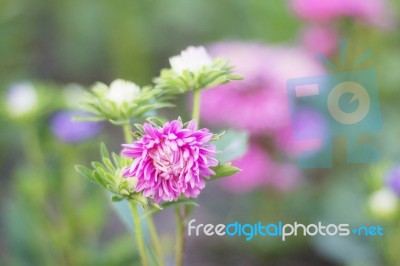 Pink Flowers With Nature Stock Photo