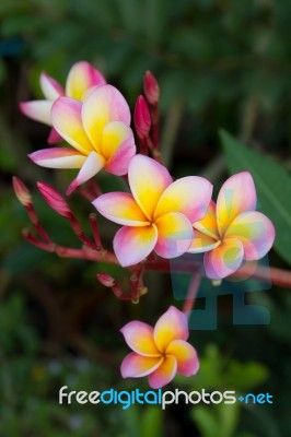 Pink Frangipani Flowers Stock Photo