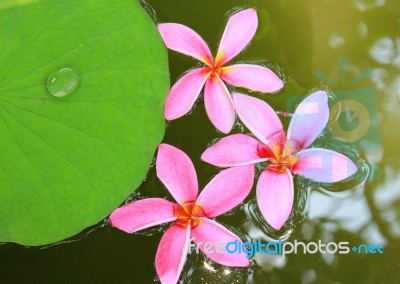 Pink Frangipani Flowers On Water Stock Photo