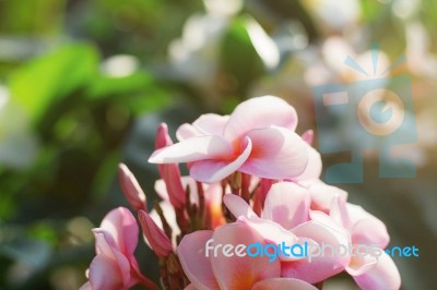 Pink Frangipani With Beautiful Stock Photo