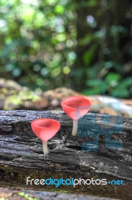 Pink Fungi Cup Stock Photo