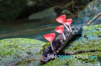 Pink  Fungi Cup Stock Photo