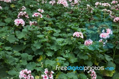 Pink Geranium Flower Blooming In The Garden Stock Photo