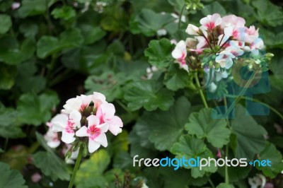 Pink Geranium Flower Blooming In The Garden Stock Photo