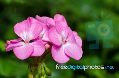 Pink Geranium Flowers Stock Photo