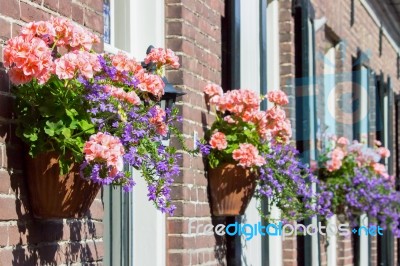 Pink Geraniums Hanging At Facade Stock Photo