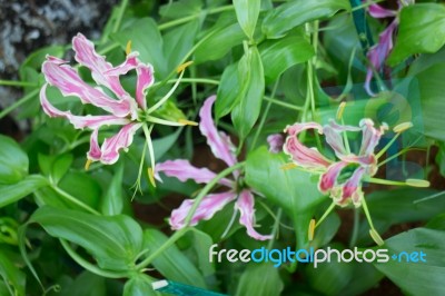 Pink Gloriosa Flower Blooming In The Garden Stock Photo