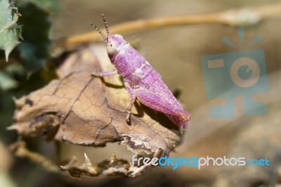 Pink Grasshopper Stock Photo