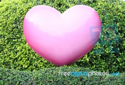 Pink Heart On Green Hedge Stock Photo