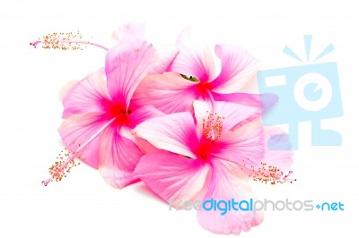 Pink Hibiscus Stock Photo