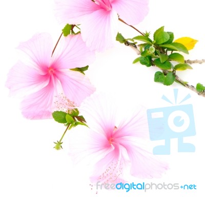 Pink Hibiscus Stock Photo