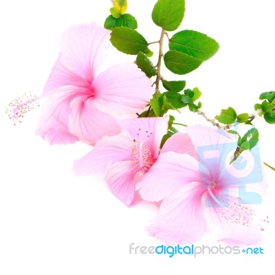 Pink Hibiscus Stock Photo