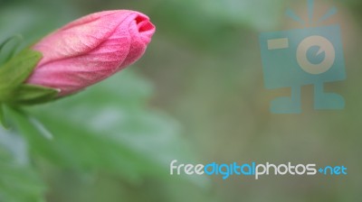 Pink Hibiscus Stock Photo