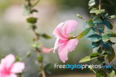 Pink Hibiscus Stock Photo