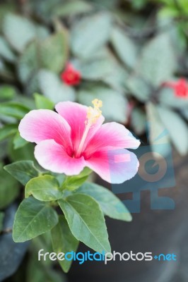 Pink Hibiscus Blossom In Natural (chinese Rose) Stock Photo