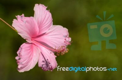 Pink Hibiscus On Natural Green Background Stock Photo