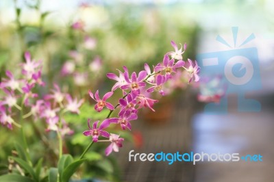 Pink Hybrid Dendrobium Orchid Flowers Stock Photo