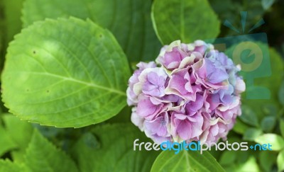 Pink Hydrangea Stock Photo