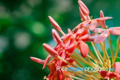 Pink Ixora With Bug Stock Photo