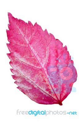 Pink Leaf Of The Hibiscus Isolated On White Stock Photo