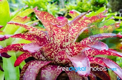 Pink Leaves Of Bromeliad ( Aechmea Fasciata ) Stock Photo