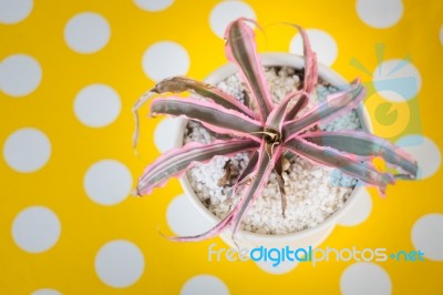 Pink Leaves Plant In Pot On Yellow Dot Table Stock Photo