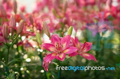 Pink Lilly Stock Photo