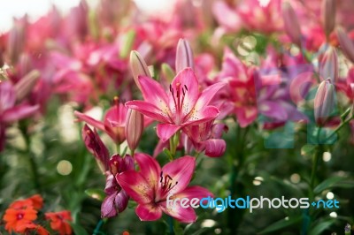 Pink Lilly Stock Photo