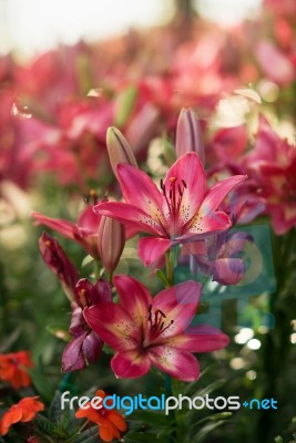 Pink Lilly Stock Photo