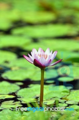 Pink Lily Stock Photo