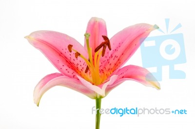 Pink Lily Stock Photo