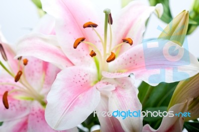 Pink Lily Flower Bouquet Stock Photo