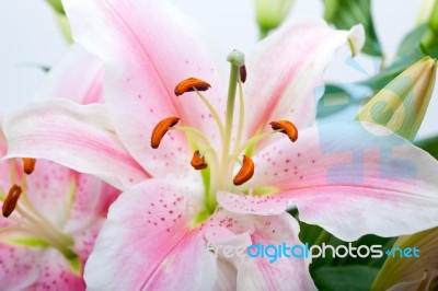 Pink Lily Flower Bouquet Stock Photo