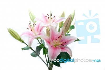 Pink Lily Flower Bouquet Stock Photo