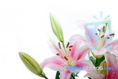 Pink Lily Flower Bouquet Stock Photo