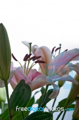 Pink Lily Flower Bouquet Stock Photo