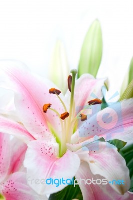 Pink Lily Flower Bouquet Stock Photo