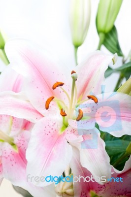 Pink Lily Flower Bouquet Stock Photo