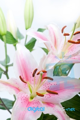 Pink Lily Flower Bouquet Stock Photo