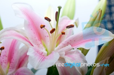 Pink Lily Flower Bouquet Stock Photo