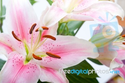 Pink Lily Flower Bouquet Stock Photo