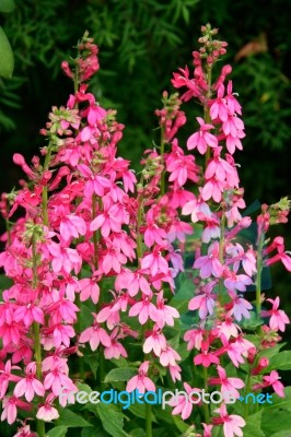 Pink Lobelia Flowering At Butchart Gardens Stock Photo